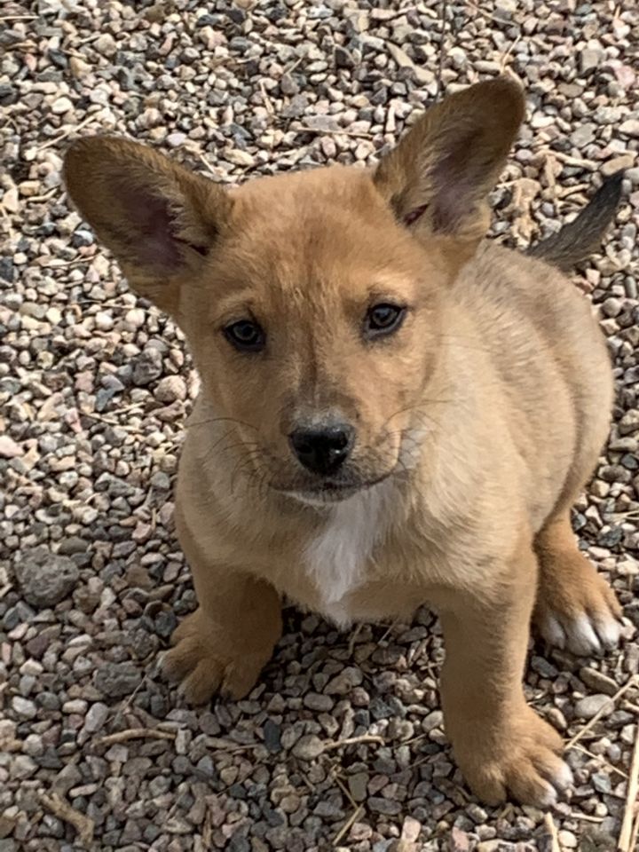 Dog For Adoption Breton An Australian Shepherd Shiba