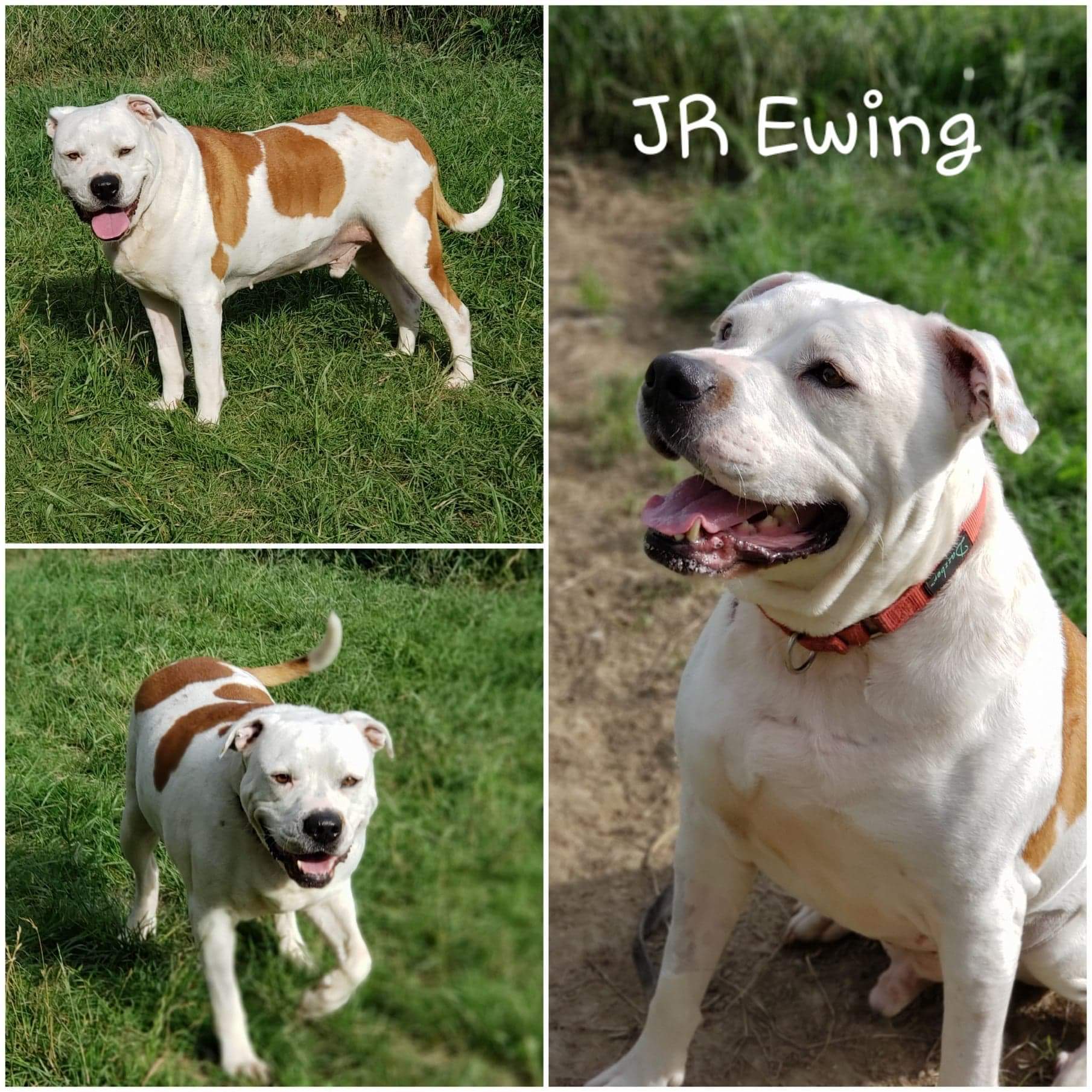 Dog For Adoption J R Ewing An American Bulldog Mix In Brookfield Oh Petfinder