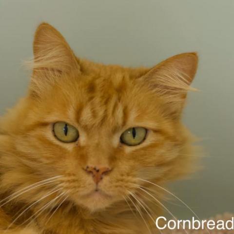 Cornbread, an adoptable Domestic Short Hair in Cumming, GA, 30040 | Photo Image 2