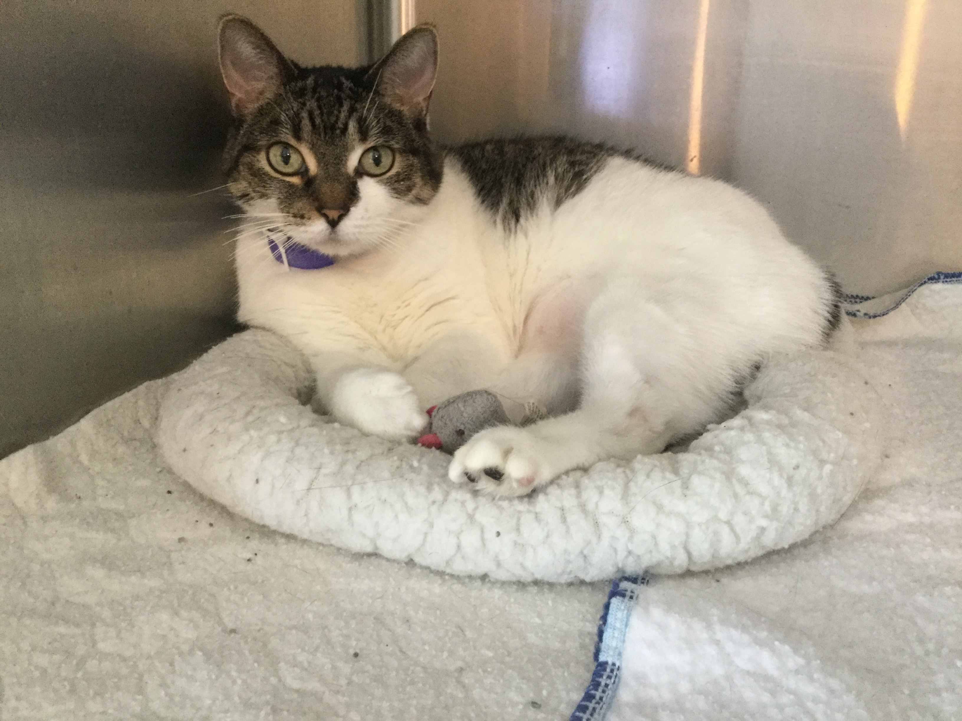 Cat for adoption Figgy Pudding, a Domestic Short Hair & Tabby Mix in