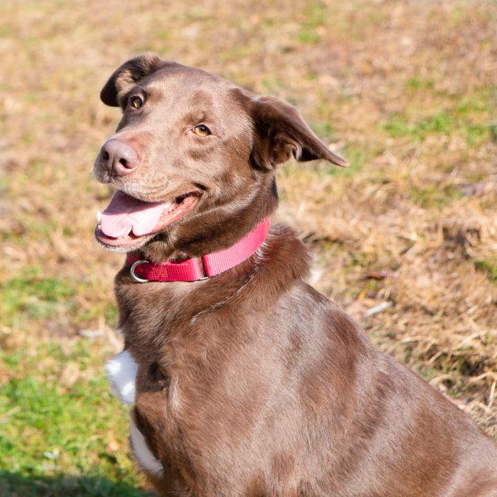 Harley, an adopted Chocolate Labrador Retriever Mix in Ridgefield, CT_image-2