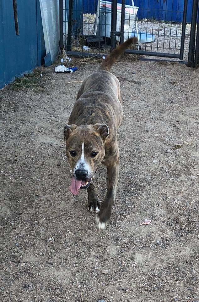 Dog For Adoption Chief A Pit Bull Terrier Labrador Retriever