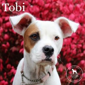 . Tobi .