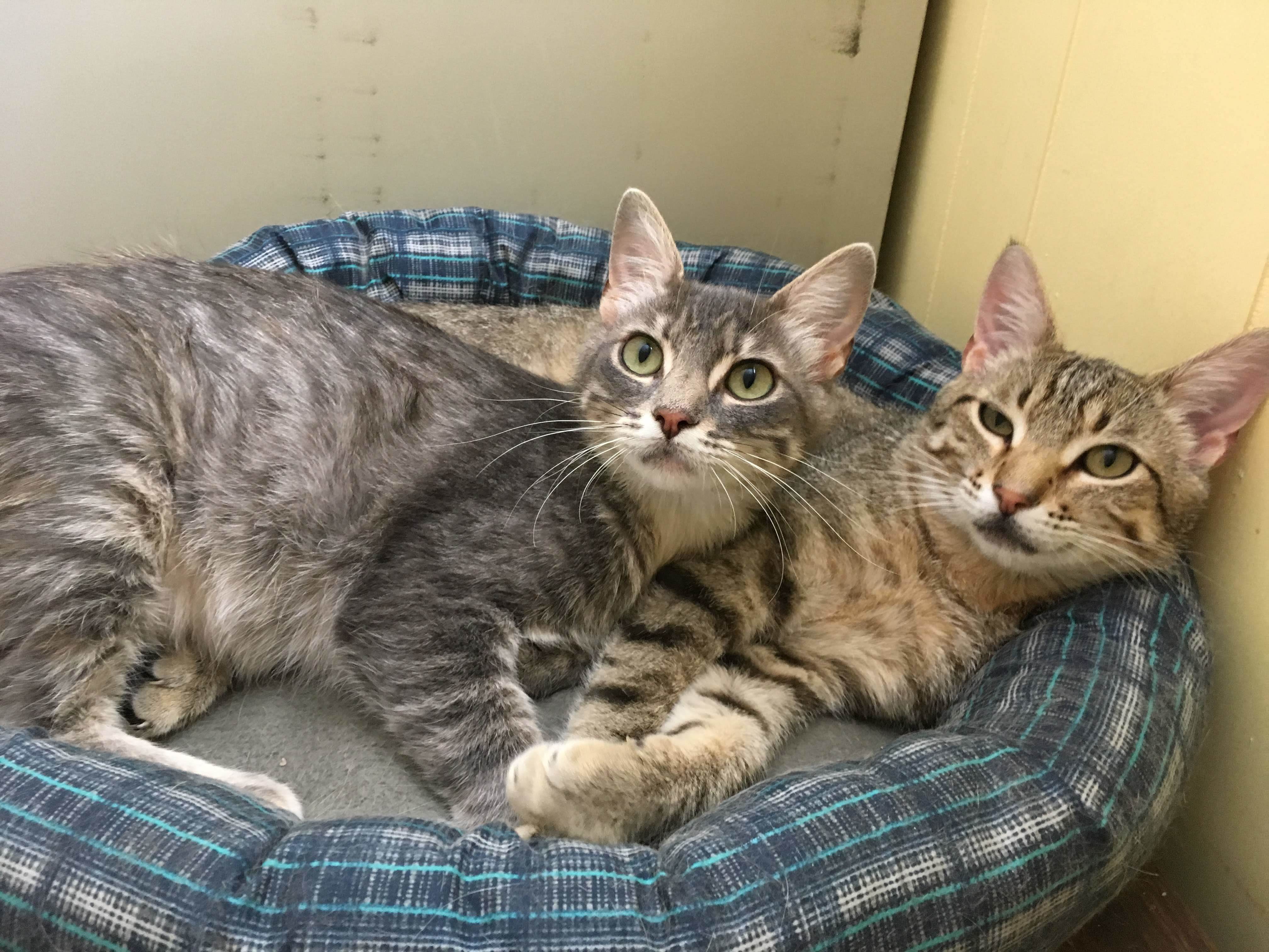 Pookister & Ellie, an adoptable American Shorthair, Ocicat in La Barge , WY, 83123 | Photo Image 3