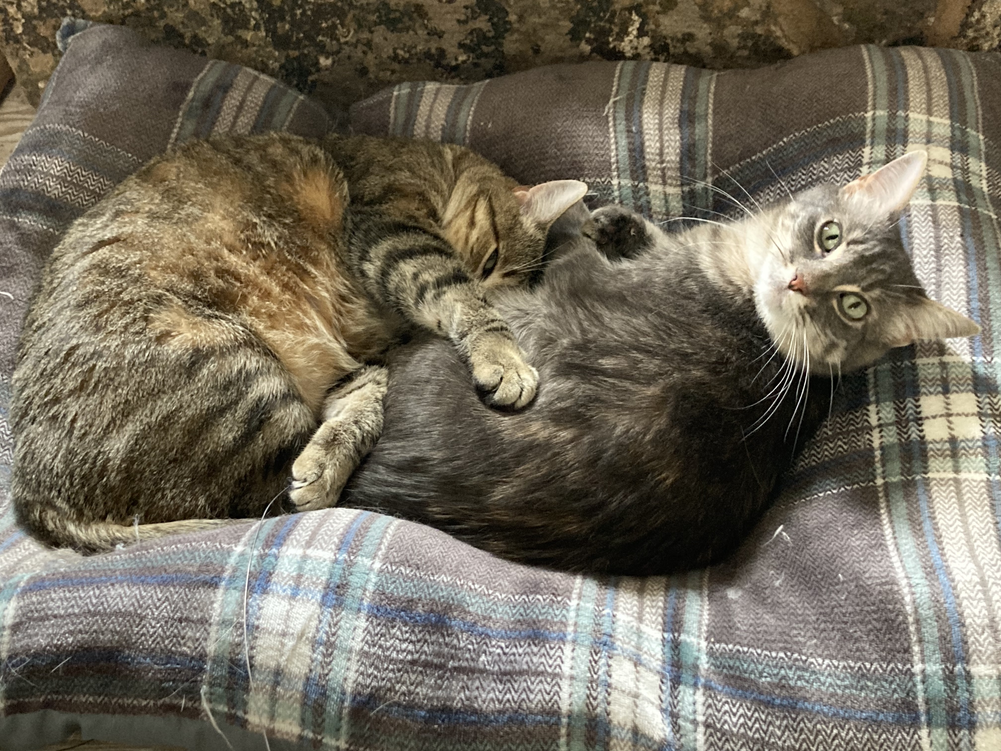 Pookister & Ellie, an adoptable American Shorthair, Ocicat in La Barge , WY, 83123 | Photo Image 5