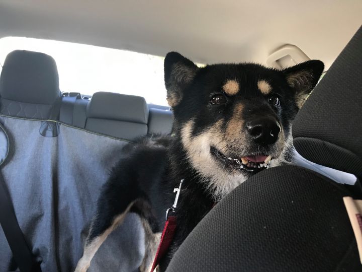 Dog For Adoption Pooli A Jindo Shiba Inu Mix In Los