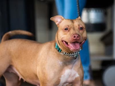 Annie, an adoptable American Staffordshire Terrier in Jefferson , LA, 70121 | Photo Image 1