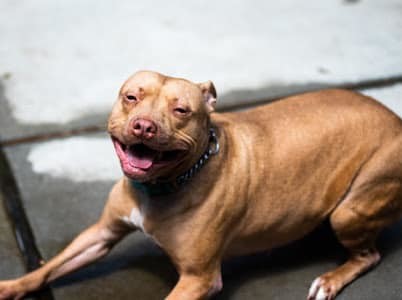 Annie, an adoptable American Staffordshire Terrier in Jefferson , LA, 70121 | Photo Image 2