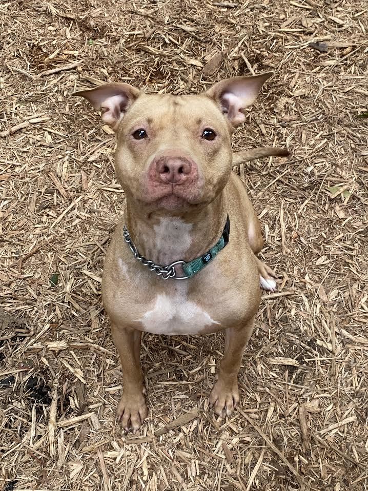 Annie, an adoptable American Staffordshire Terrier in Jefferson , LA, 70121 | Photo Image 3