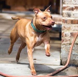 Annie, an adoptable American Staffordshire Terrier in Jefferson , LA, 70121 | Photo Image 4