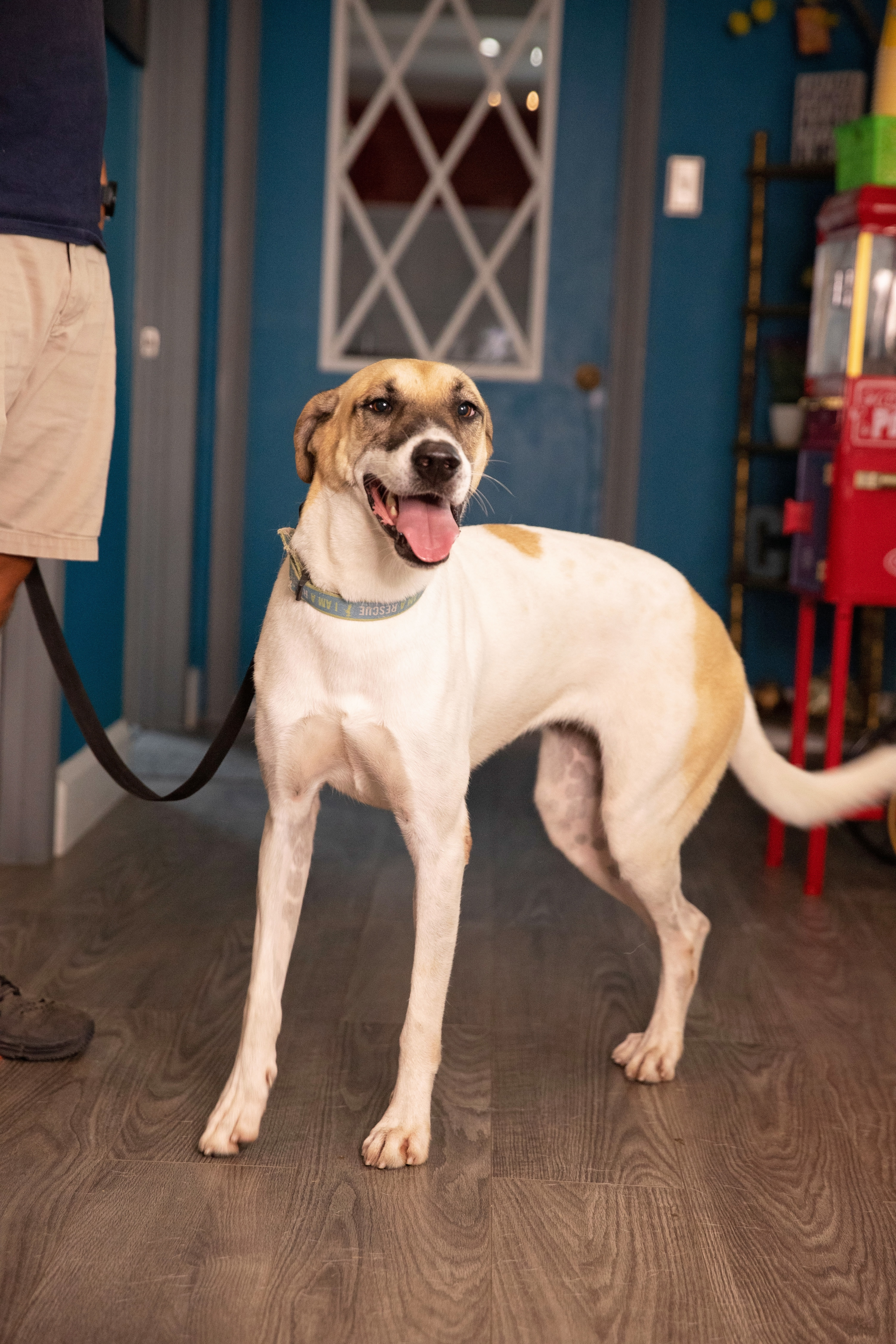 Scarlet, an adoptable German Shepherd Dog, Siberian Husky in Palacios, TX, 77465 | Photo Image 1