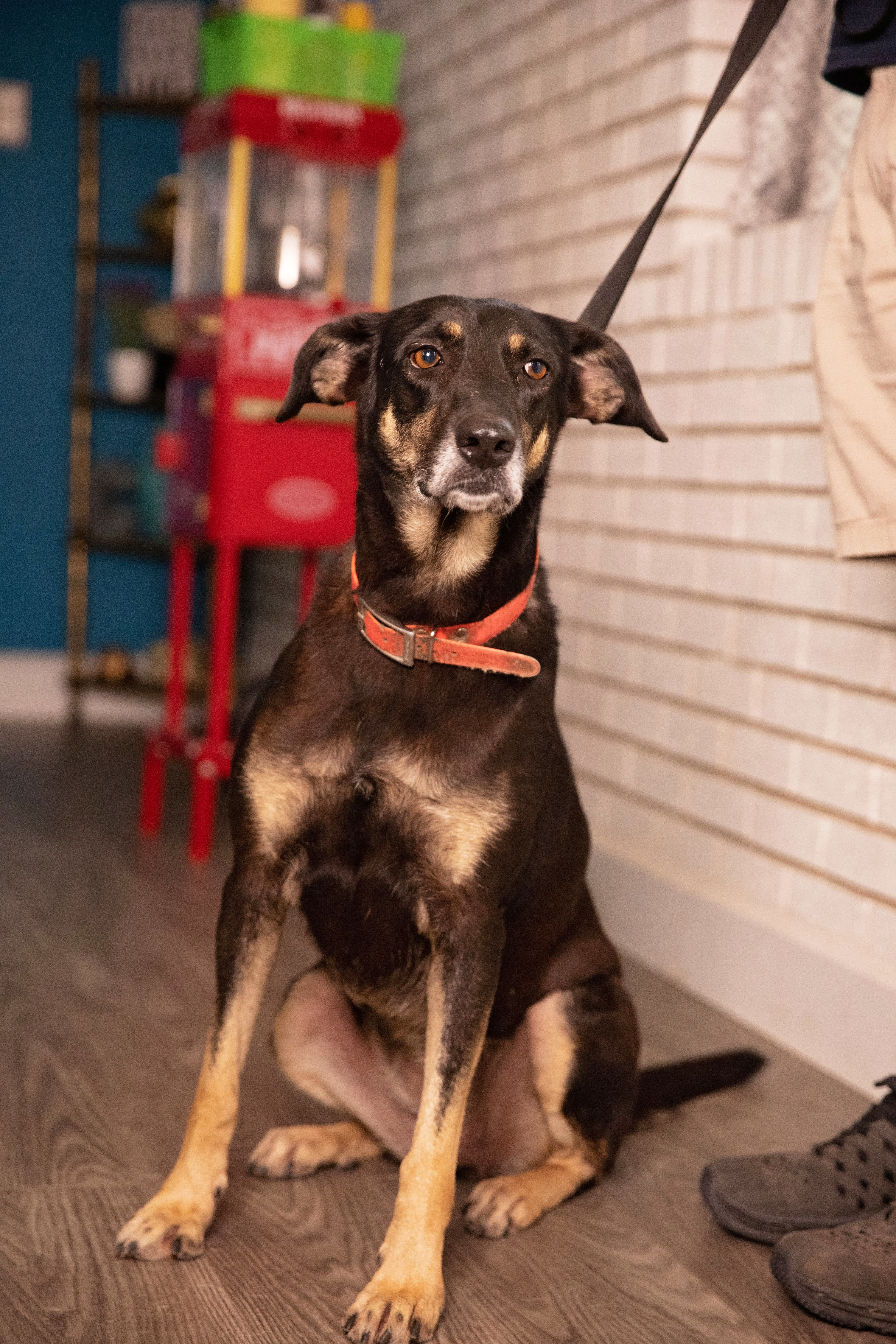 Cookie, an adoptable German Shepherd Dog, Black Mouth Cur in Palacios, TX, 77465 | Photo Image 2