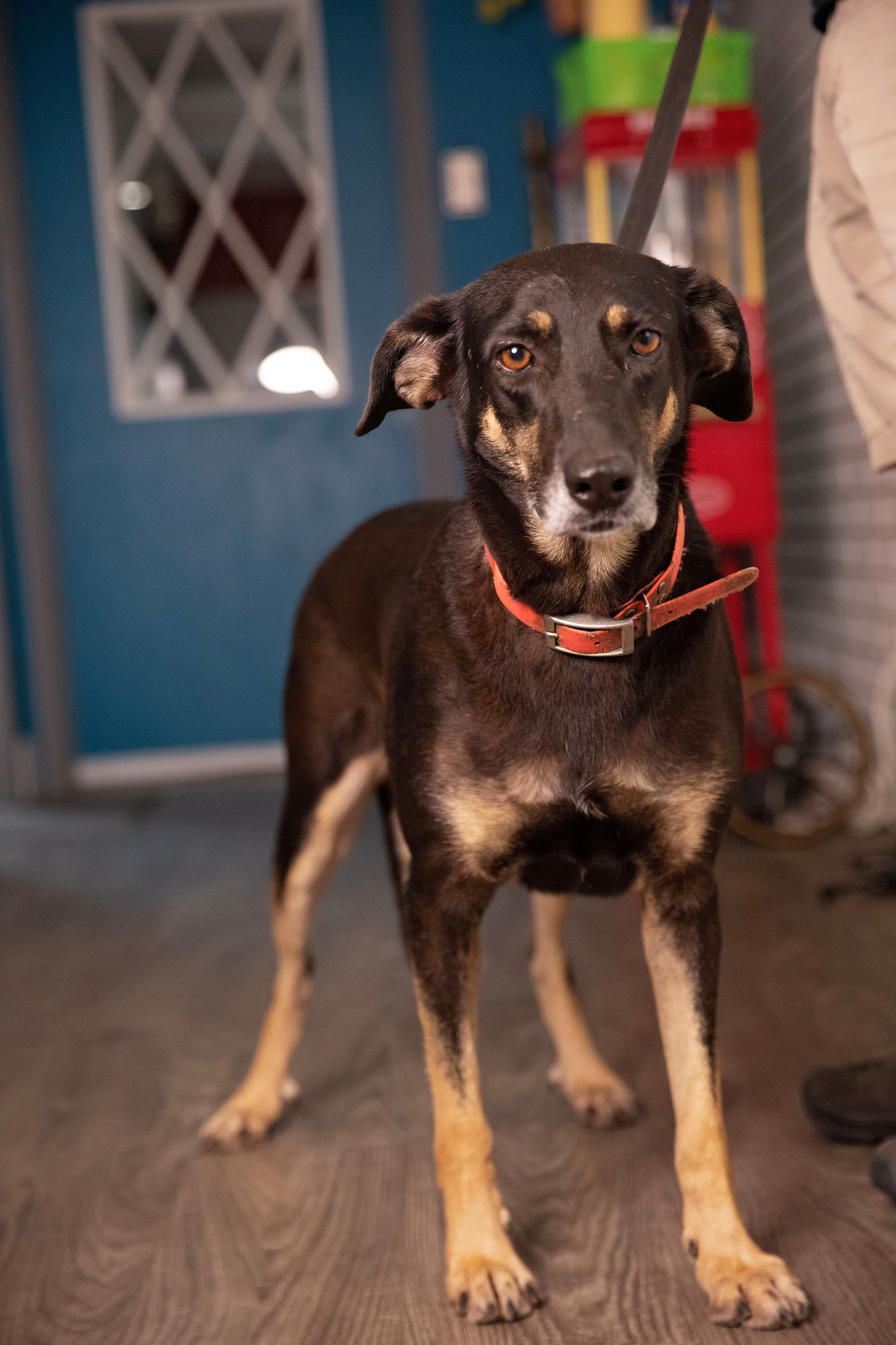 Cookie, an adoptable German Shepherd Dog, Black Mouth Cur in Palacios, TX, 77465 | Photo Image 1