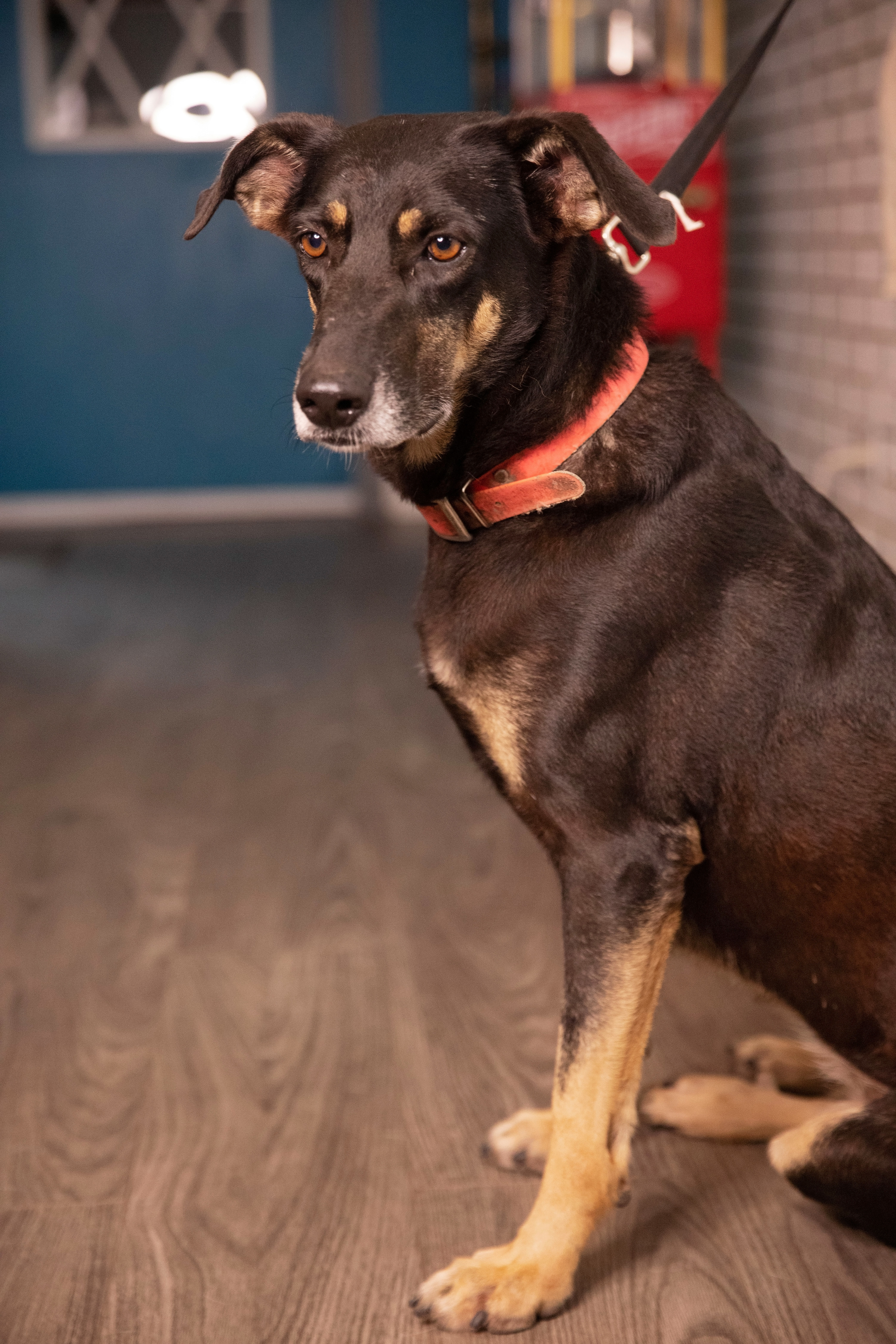 Cookie, an adoptable German Shepherd Dog, Black Mouth Cur in Palacios, TX, 77465 | Photo Image 3