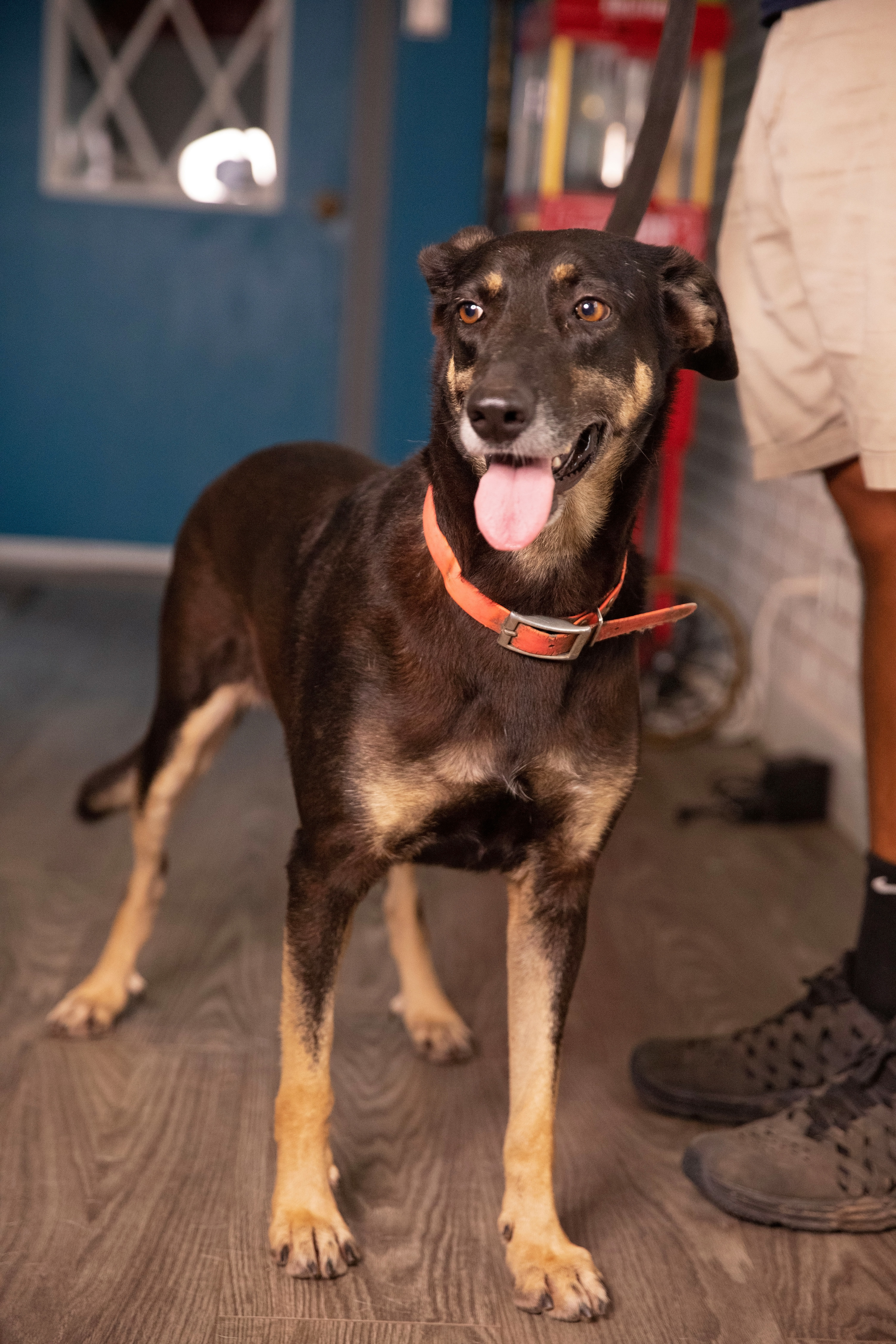 Cookie, an adoptable German Shepherd Dog, Black Mouth Cur in Palacios, TX, 77465 | Photo Image 4