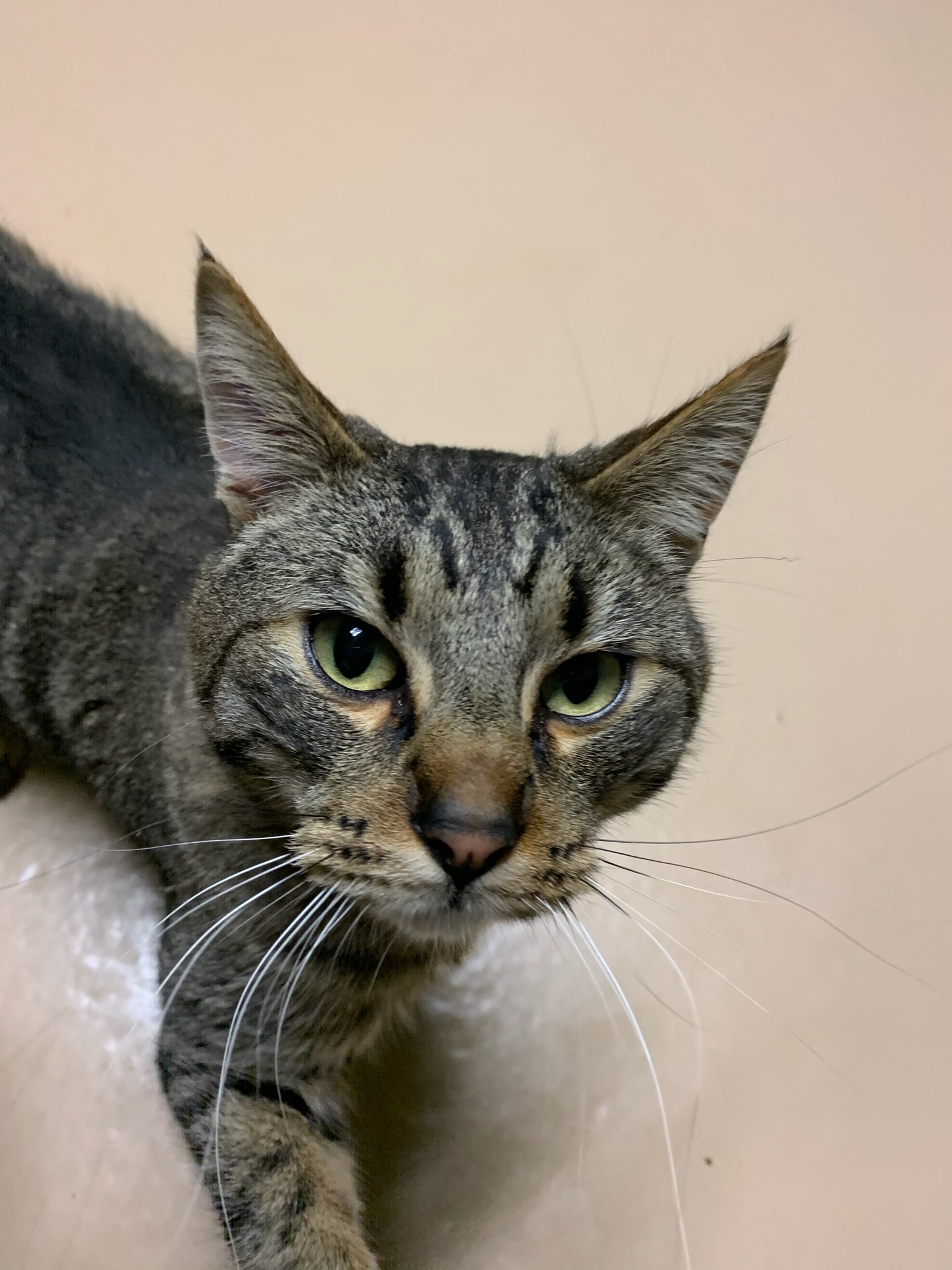 Bran, an adoptable Domestic Short Hair in Quilcene, WA, 98376 | Photo Image 2