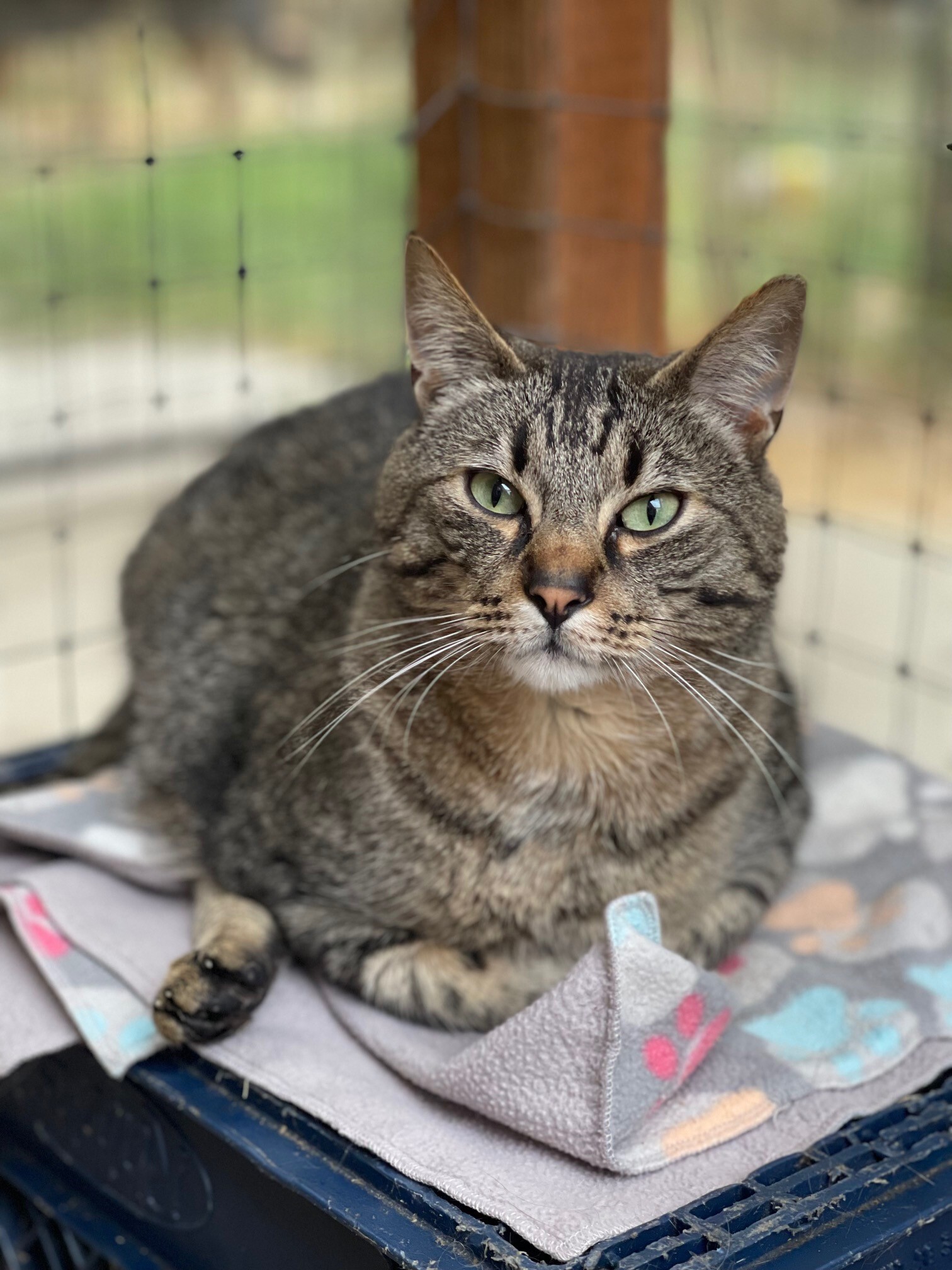 Bran, an adoptable Domestic Short Hair in Quilcene, WA, 98376 | Photo Image 1
