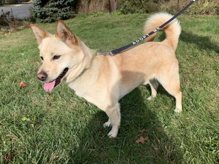 Dog For Adoption Diego A Shiba Inu Mix In Harrison Ny