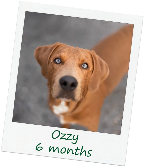 Ozzy Pending Adoption detail page
