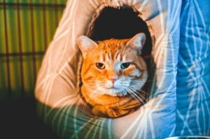 . Fezzik (FIV+) .