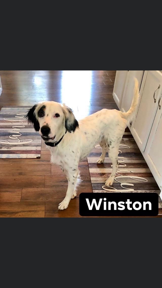 Winston 5