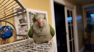 Birds For Adoption Near Frederick Md Petfinder