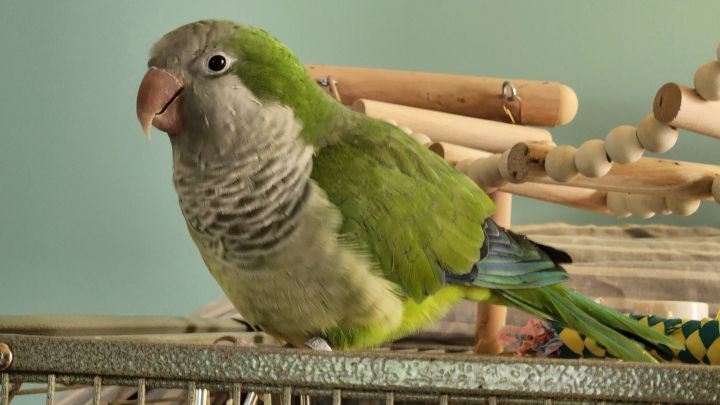Parrot for adoption - Arnold, a Quaker Parakeet in Fairfax, VA | Petfinder
