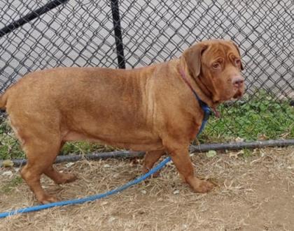 Dog For Adoption Cocoa A Cane Corso Mix In Philadelphia