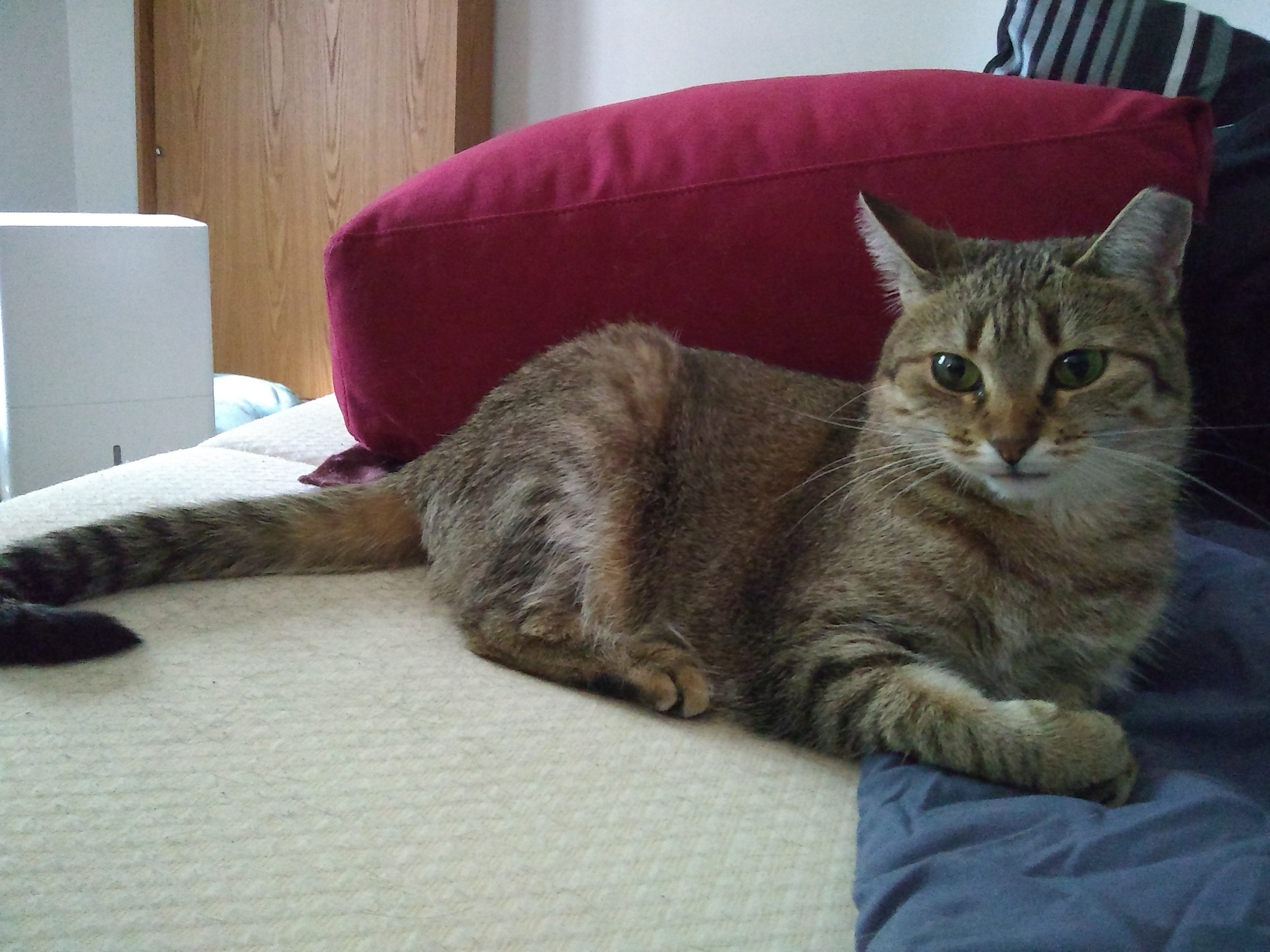 Chloe, an adoptable Tabby, Domestic Short Hair in Inver Grove Heights, MN, 55077 | Photo Image 1