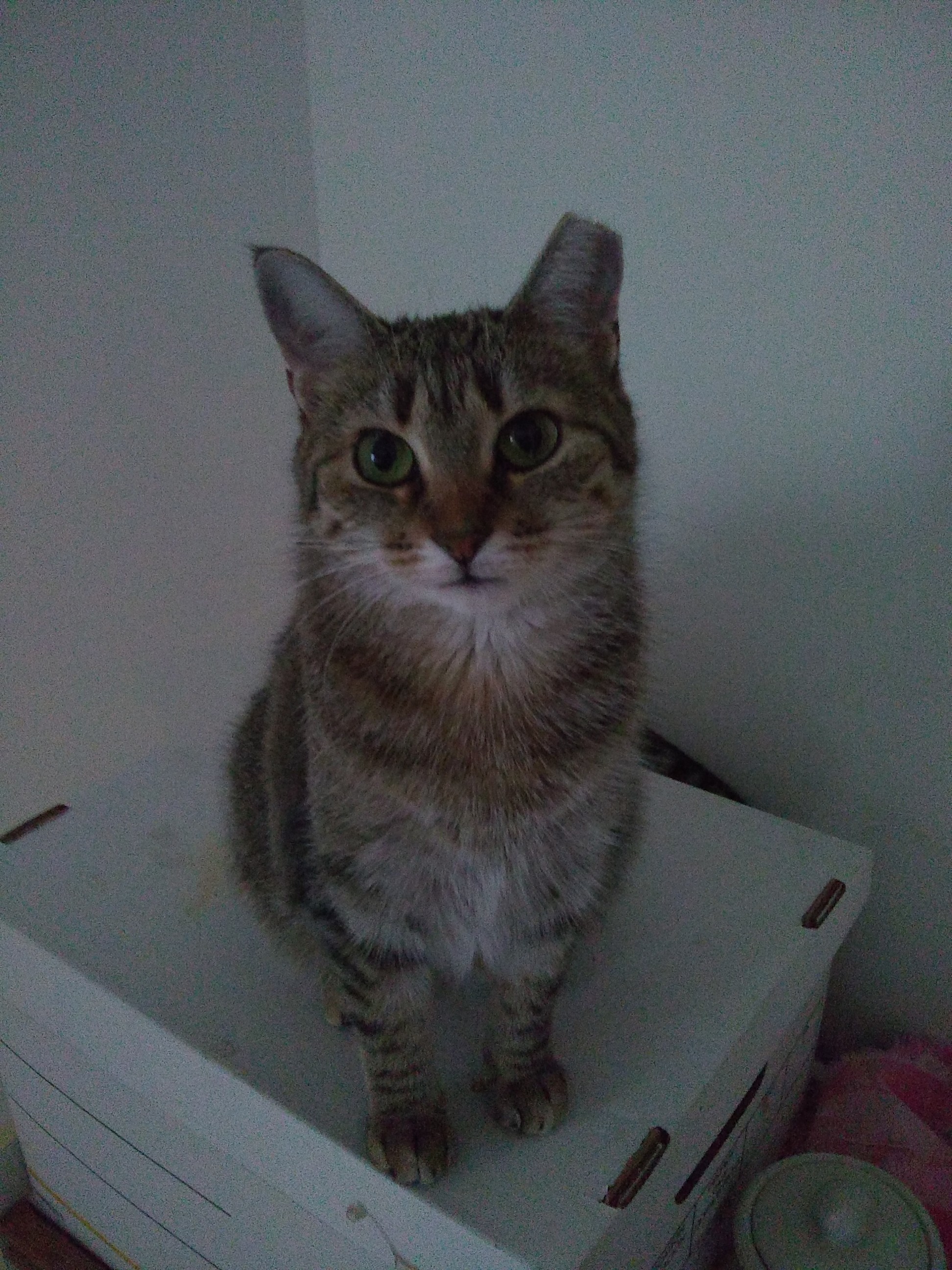 Chloe, an adoptable Tabby, Domestic Short Hair in Inver Grove Heights, MN, 55077 | Photo Image 2