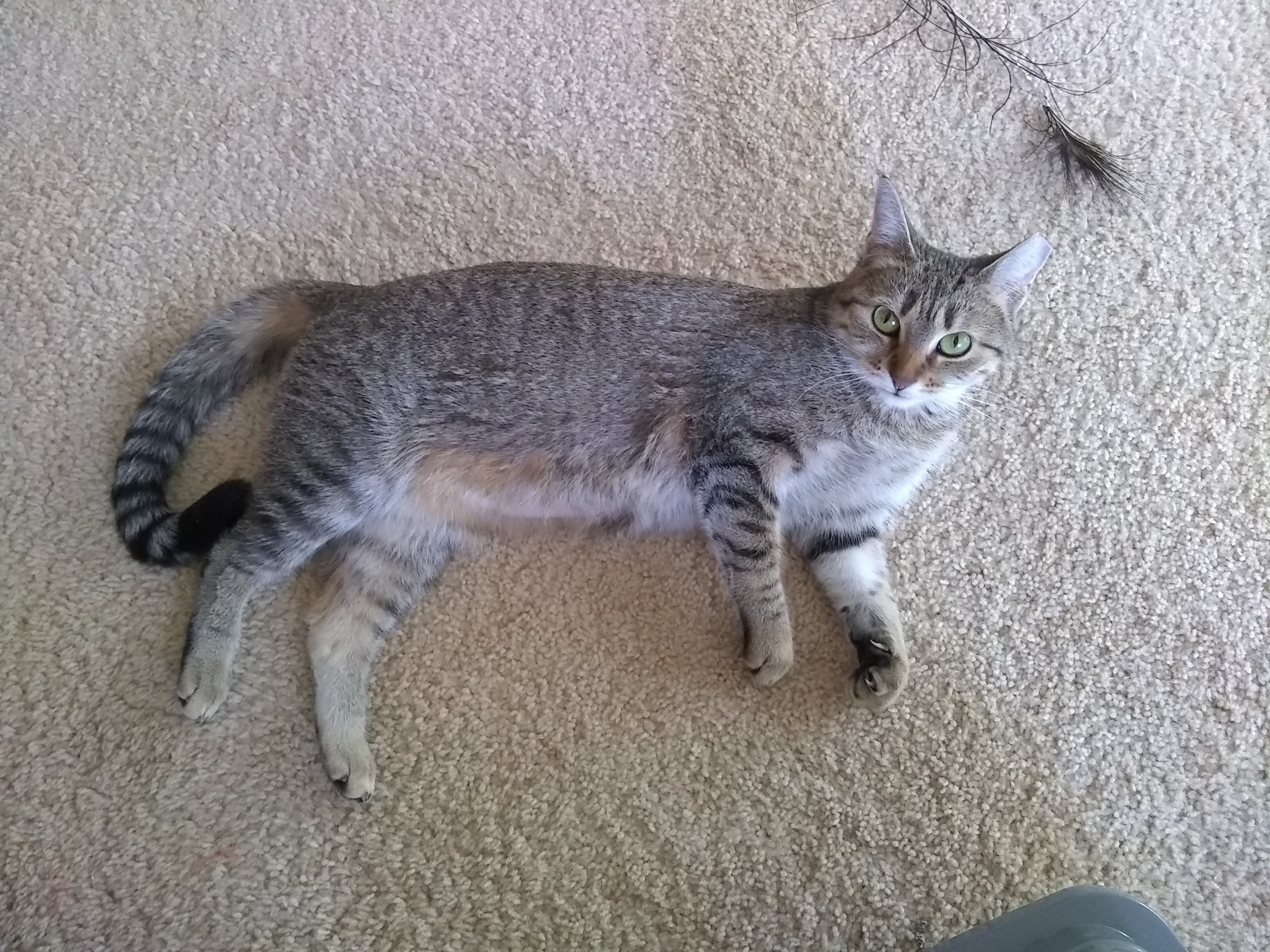 Chloe, an adoptable Tabby, Domestic Short Hair in Inver Grove Heights, MN, 55077 | Photo Image 3