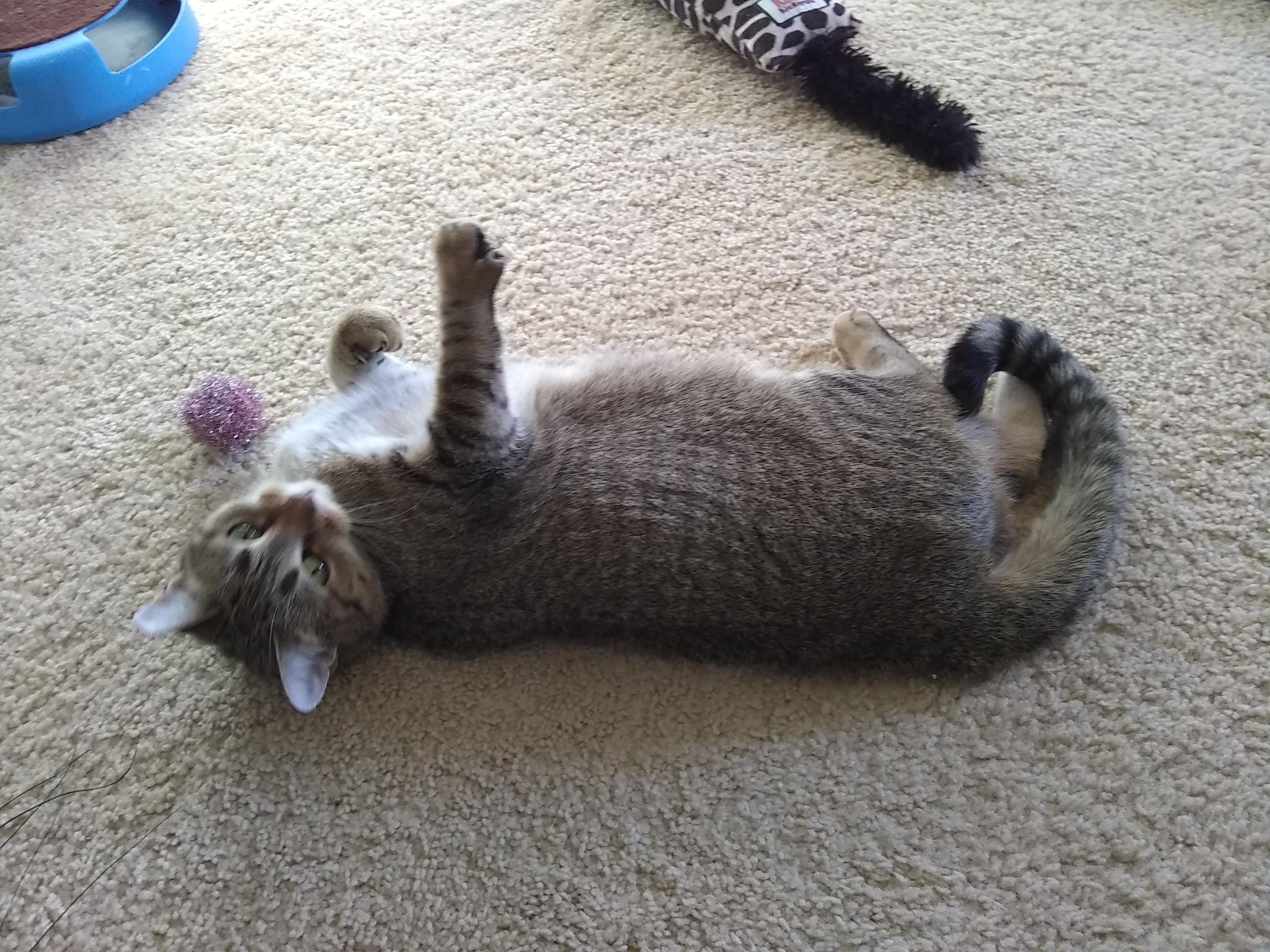 Chloe, an adoptable Tabby, Domestic Short Hair in Inver Grove Heights, MN, 55077 | Photo Image 4