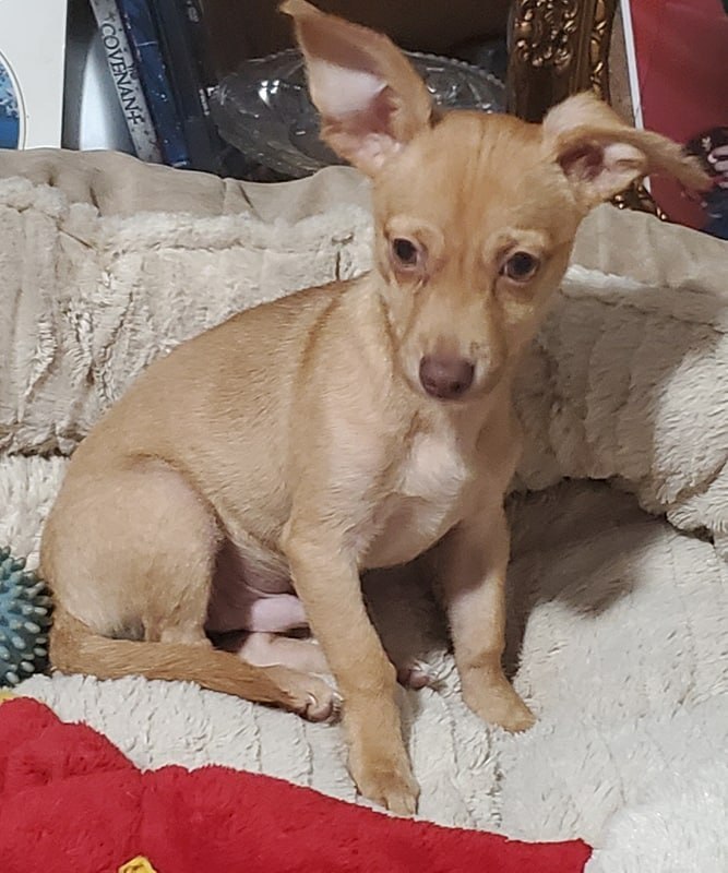 63+ Fennec Fox Chihuahua Hybrid l2sanpiero