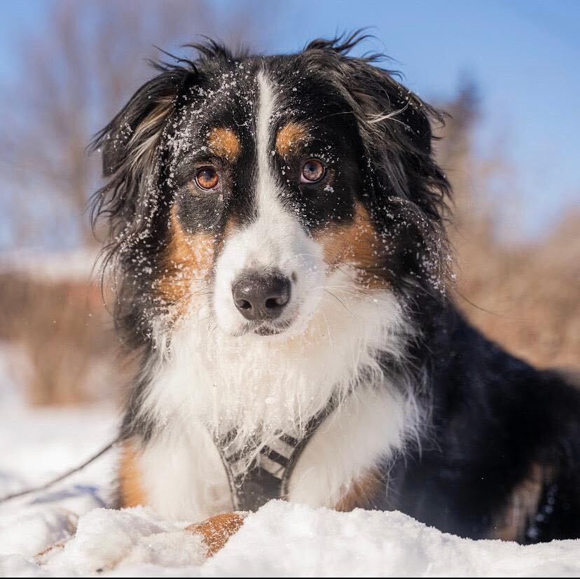 Dog For Adoption Hako An Australian Shepherd In Vaudreuil Dorion Qc Petfinder