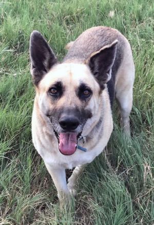 Austin German Shepherd Rescue - petfinder