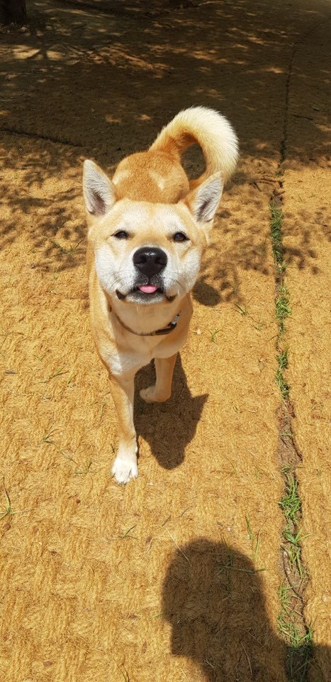 Dog For Adoption Mary A Shiba Inu Jindo Mix In