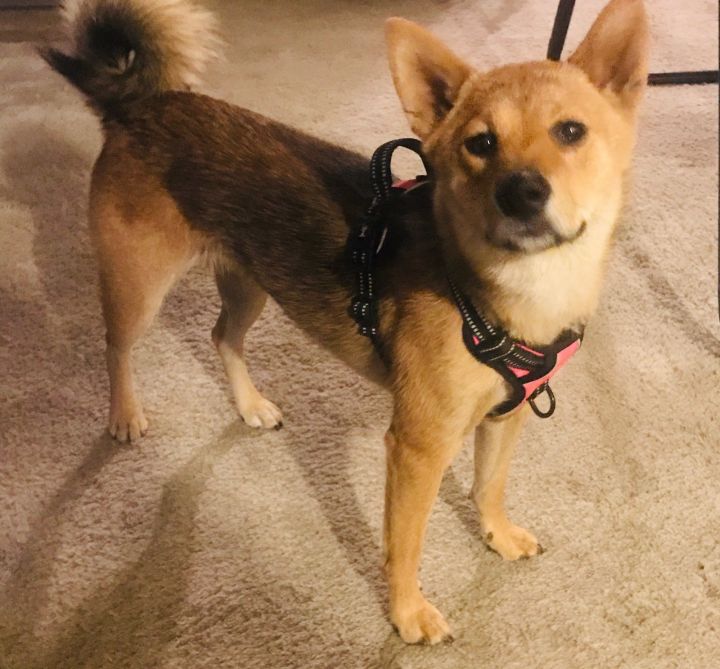 Dog For Adoption Roxy A Shiba Inu In Encino Ca Petfinder