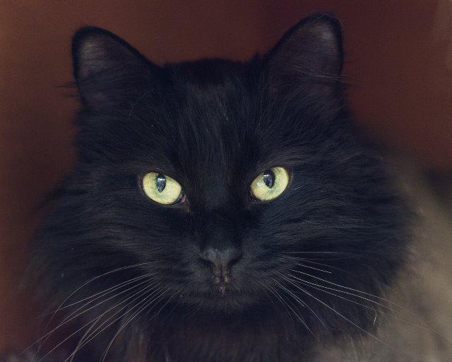 Emerald, an adoptable Domestic Long Hair in Sandy, UT, 84070 | Photo Image 1