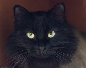 Emerald, Senior Female unknown