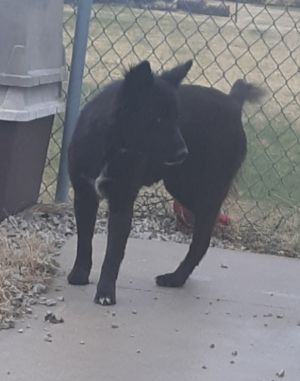 77+ Black Chow Chow Border Collie Mix