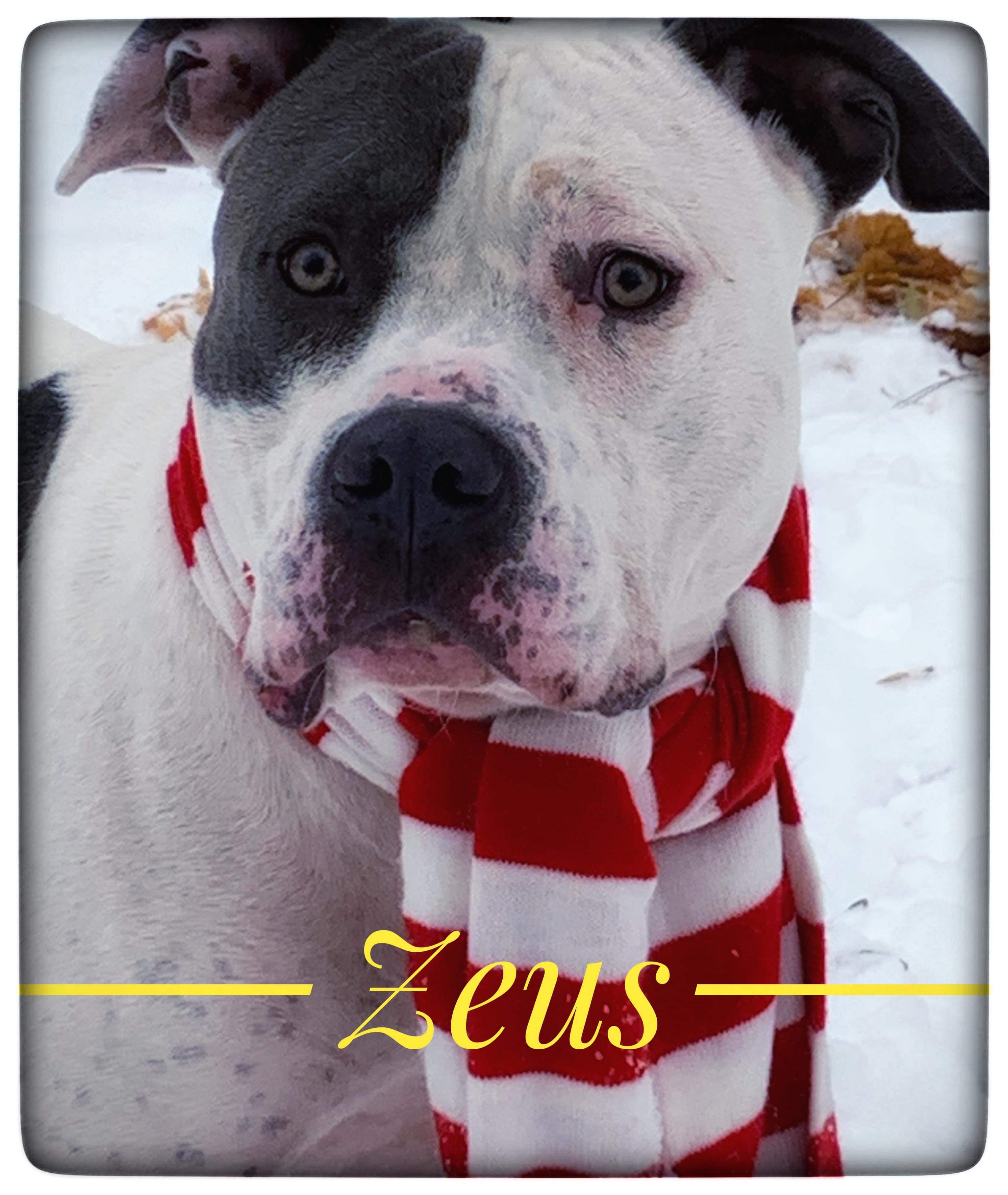 ZEUS, an adoptable Mixed Breed in Flint, MI, 48504 | Photo Image 3