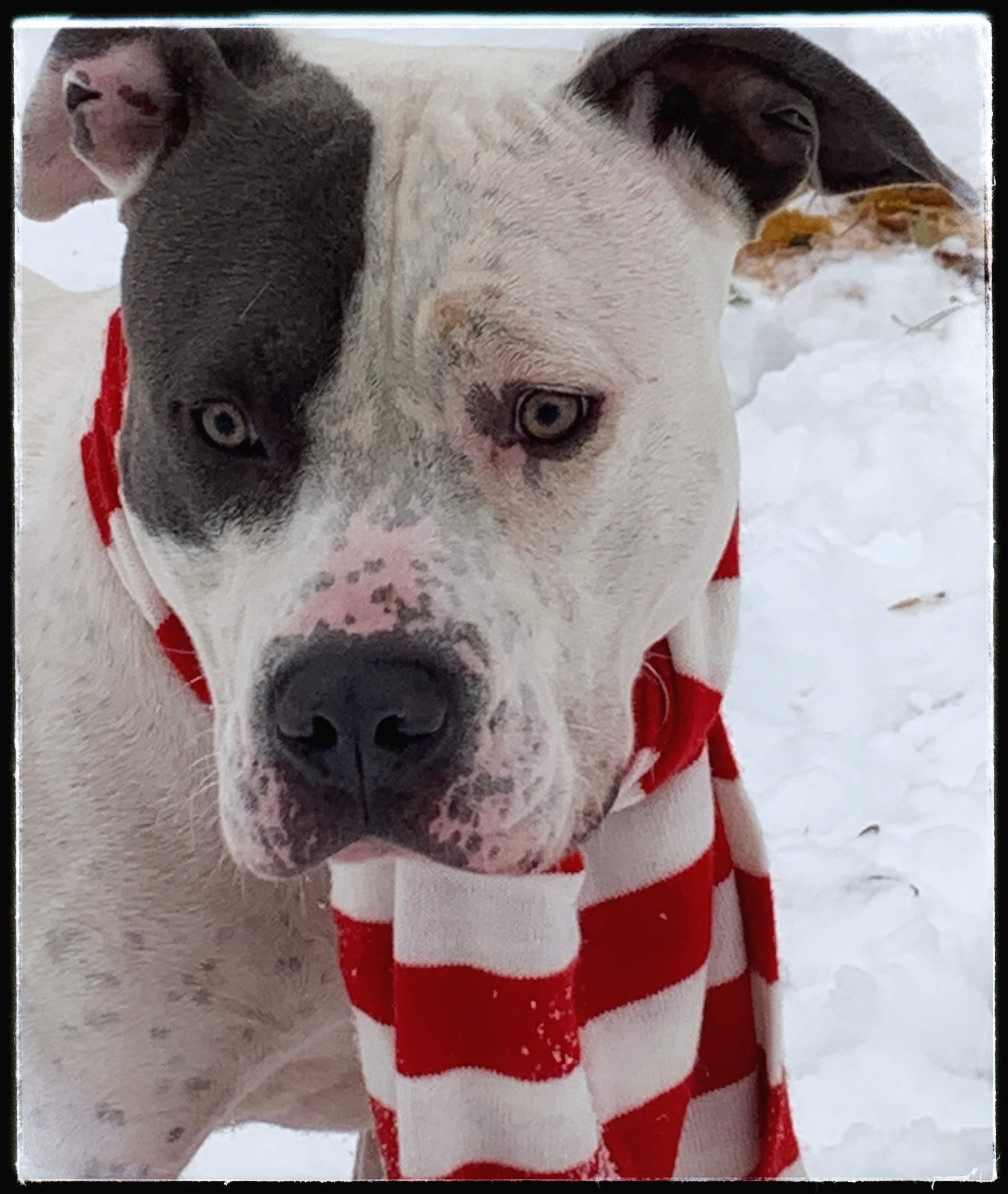 ZEUS, an adoptable Mixed Breed in Flint, MI, 48504 | Photo Image 4