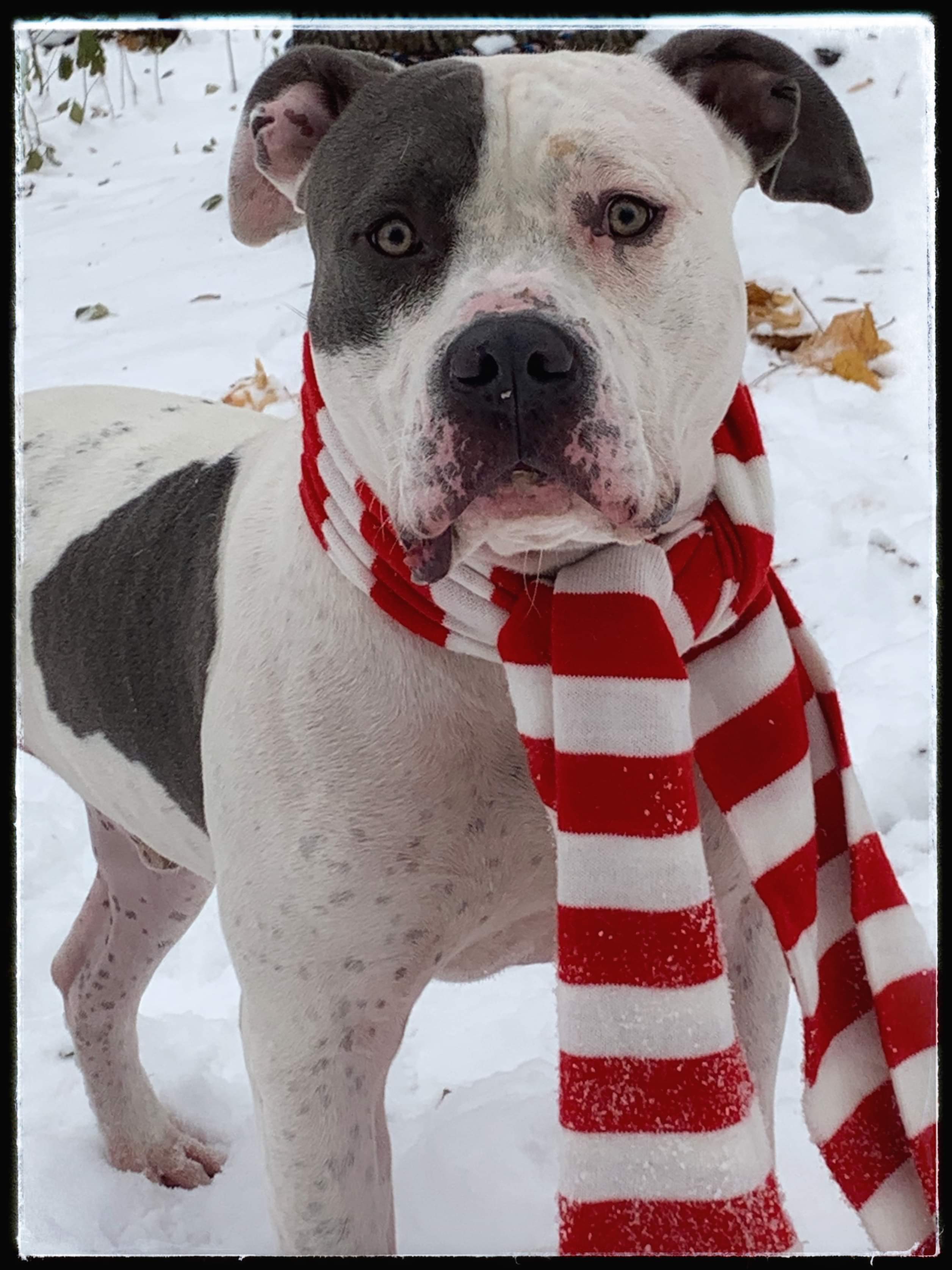 ZEUS, an adoptable Mixed Breed in Flint, MI, 48504 | Photo Image 5
