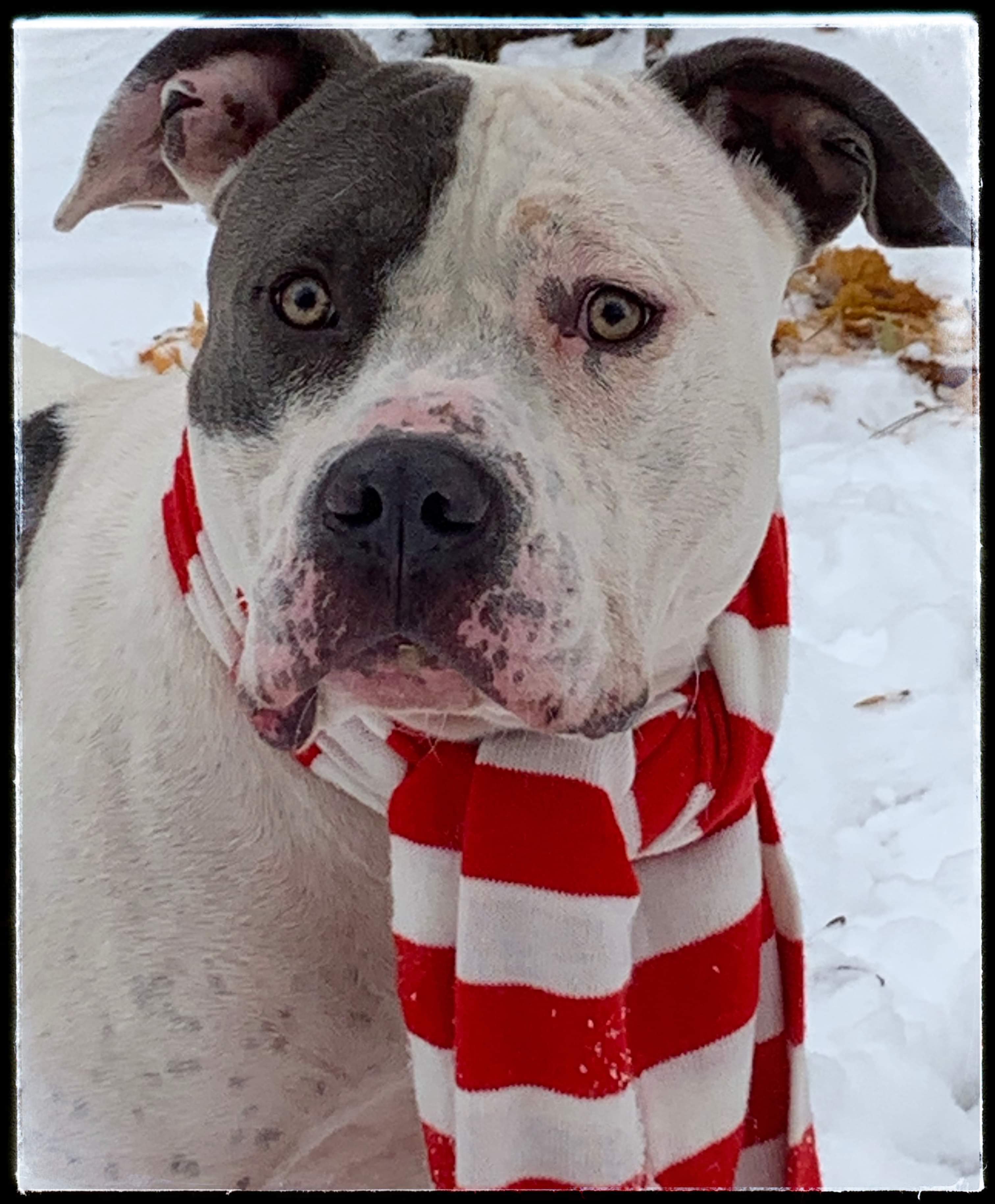 ZEUS, an adoptable Mixed Breed in Flint, MI, 48504 | Photo Image 1