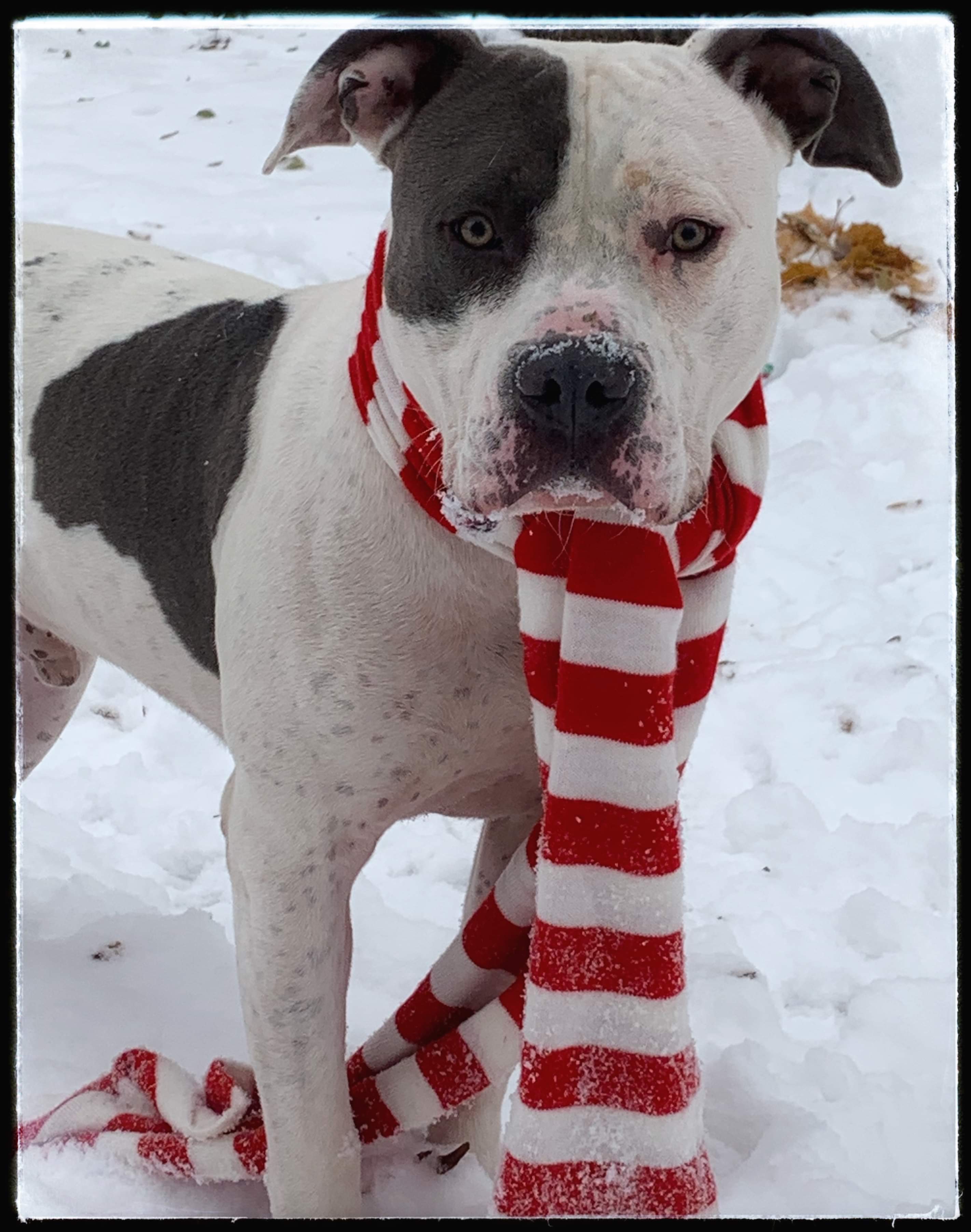 ZEUS, an adoptable Mixed Breed in Flint, MI, 48504 | Photo Image 6