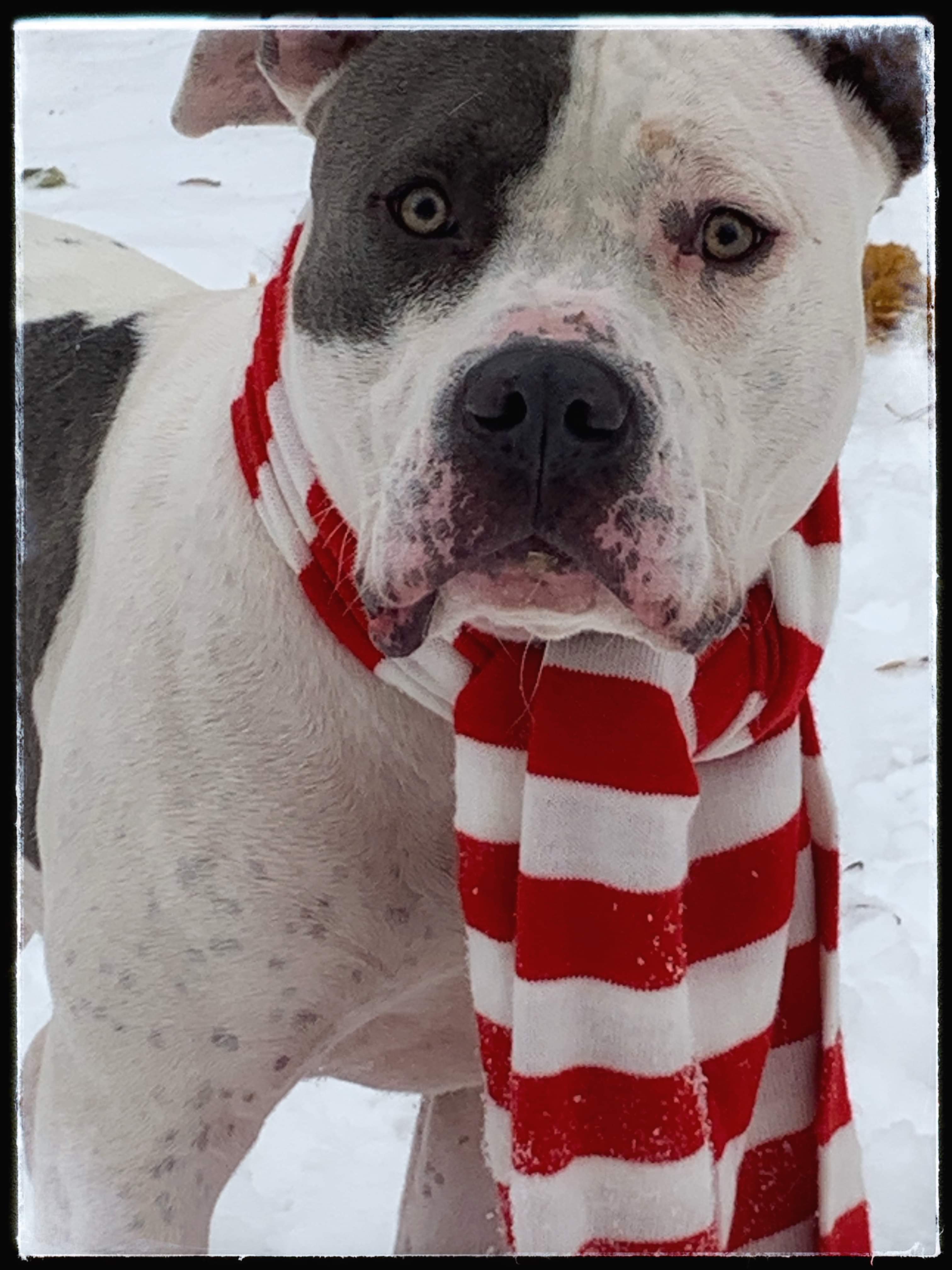 ZEUS, an adoptable Mixed Breed in Flint, MI, 48504 | Photo Image 7