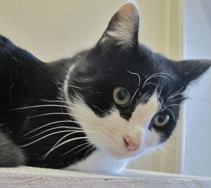 Haddock, an adopted Domestic Short Hair in Georgetown, TX_image-3