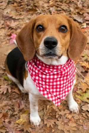 Dog For Adoption Cersee A Beagle In House Springs Mo