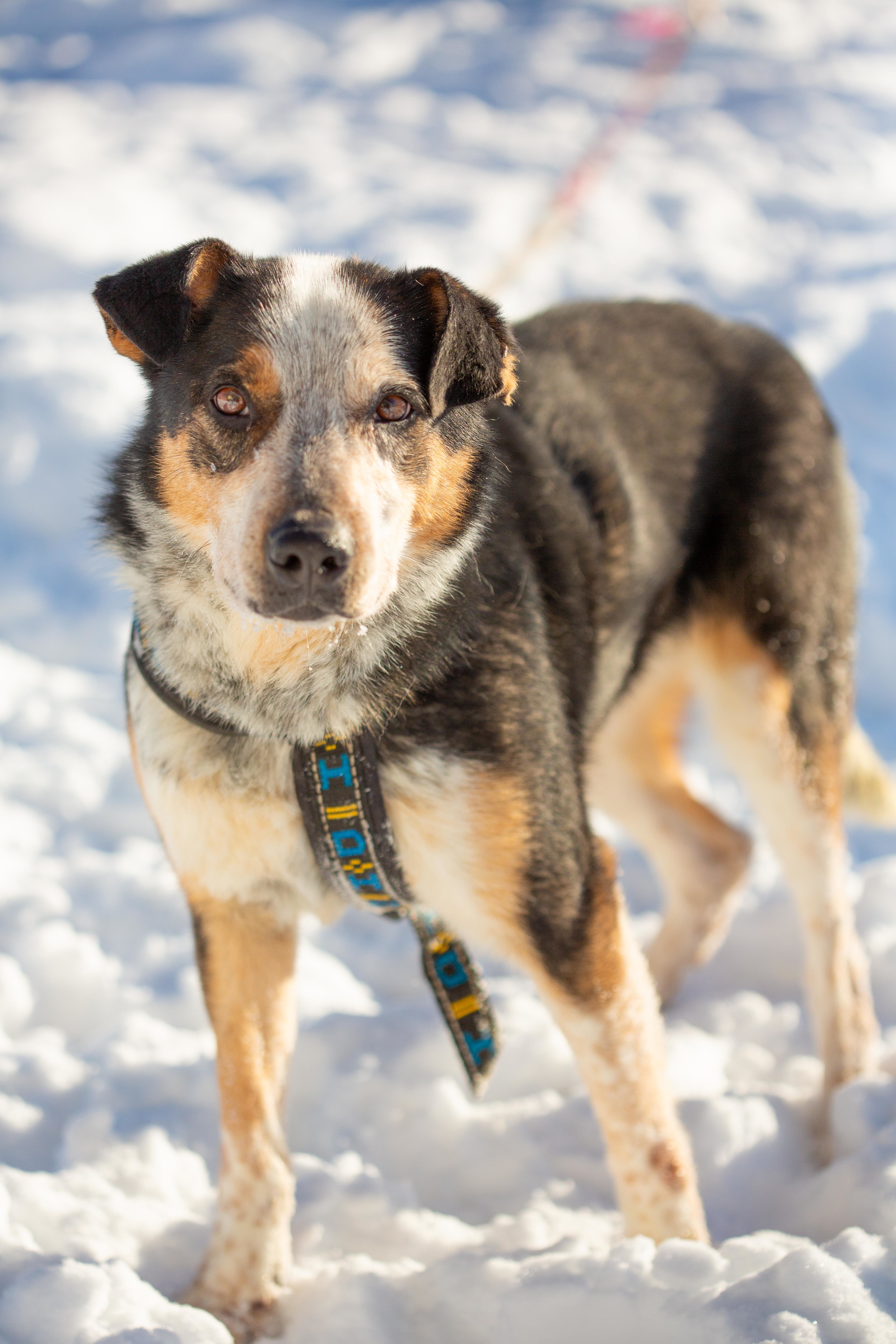 Stryker, an adoptable Border Collie, McNab in Millville, UT, 84326 | Photo Image 1