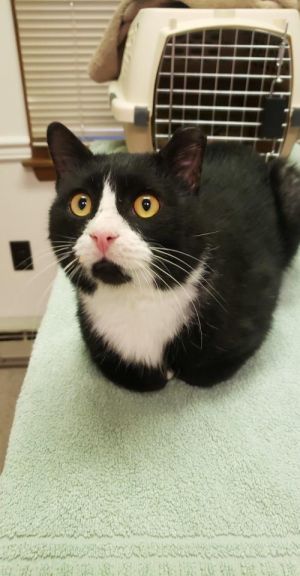 Cat For Adoption Buddy A Domestic Short Hair In Lancaster Pa